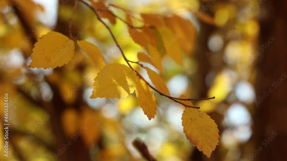Beautiful Fall Yellow Leaves on a Tree Beautiful Fall Yellow Leaves on a Tree