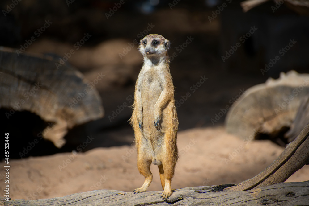 Fototapeta premium One meerkat watching around standing on a tree trunk