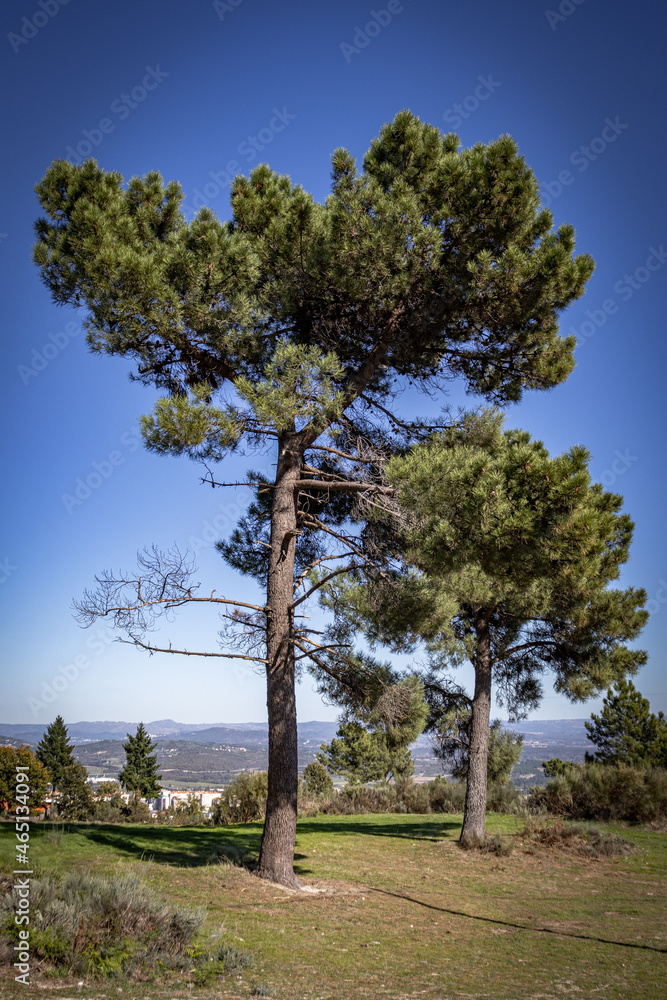 Obraz premium Arvores nas montanhas