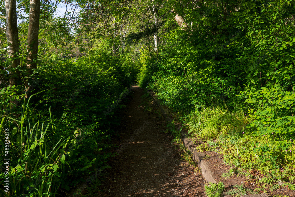 A trail at Maritime Heritage Park in Bellingham Washington during Summer.