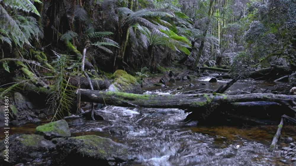 Relaxing water stream in forest. Tasmania national park Relaxing water stream in forest. Tasmania national park