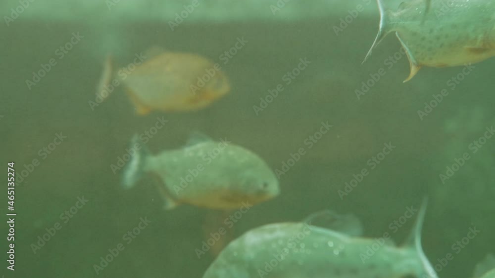 Group of piranhas or pirambebas float in special tank. Serrasalmus are dangerous predators. Group of piranhas or pirambebas float in special tank. Serrasalmus are dangerous predators.