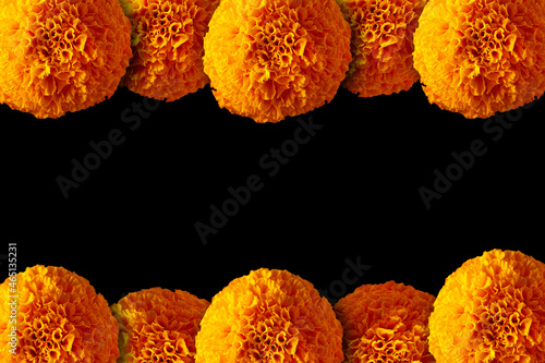 Border frame of Cempasuchil orange flowers or Marigold. (Tagetes erecta) Traditionally used in altars for the celebration of the day of the dead in Mexico
