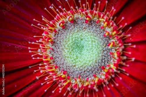 red flower macro