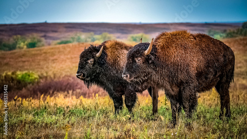 american buffalo in the field