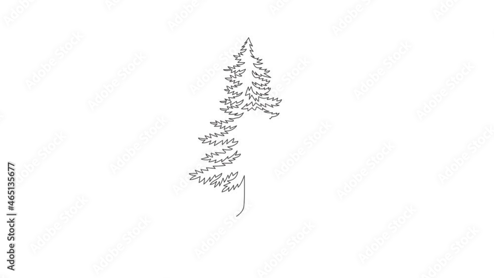 Animation of one line drawing of beauty exotic pine tree for home art wall decor. Decorative pinus plant for national park logo. Tourism travel. Continuous line self draw animated. Full length motion. Animation of one line drawing of beauty exotic pine tree for home art wall decor. Decorative pinus plant for national park logo. Tourism travel. Continuous line self draw animated. Full length motion.
