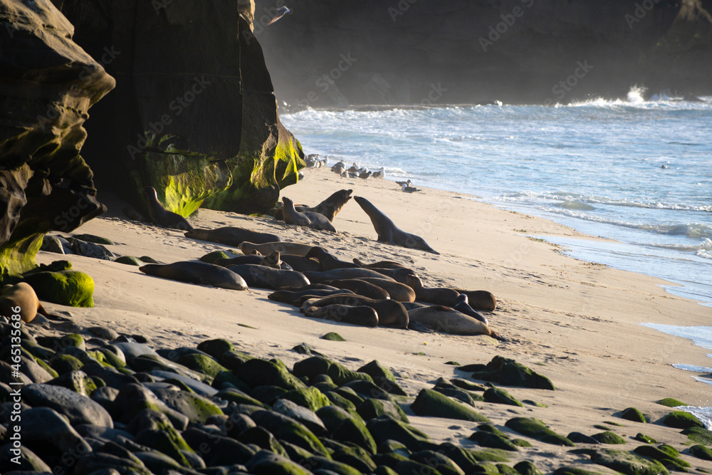 Obraz premium Fur seals on rocky shore of beach. Arctocephalus forsteri.