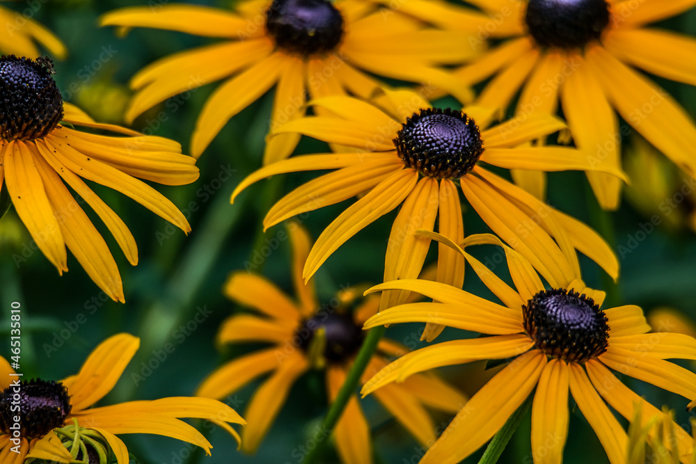 yellow flower yellow flower