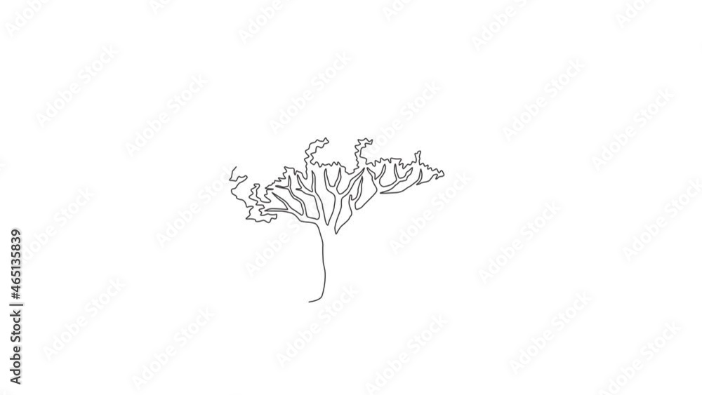 Animated self drawing of continuous line draw beauty marula tree for wall decor art poster. Sclerocarya birrea plant for national park logo. Tourism, travel concept. Full length single line animation. Animated self drawing of continuous line draw beauty marula tree for wall decor art poster. Sclerocarya birrea plant for national park logo. Tourism, travel concept. Full length single line animation.