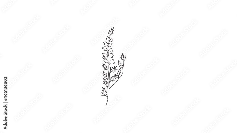 Animated self drawing of single continuous line draw beauty fresh heather for home decor wall art poster print. Decorative calluna vulgaris flower for floral invitation. Full length one line animation Animated self drawing of single continuous line draw beauty fresh heather for home decor wall art poster print. Decorative calluna vulgaris flower for floral invitation. Full length one line animation