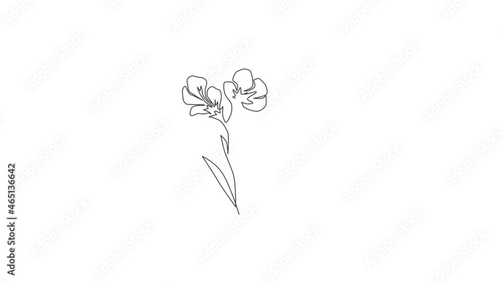 Animated self drawing of continuous line draw beauty fresh freesia for home wall decor art poster print. Decorative herbaceous flower concept for floral card frame. Full length one line animation. Animated self drawing of continuous line draw beauty fresh freesia for home wall decor art poster print. Decorative herbaceous flower concept for floral card frame. Full length one line animation.