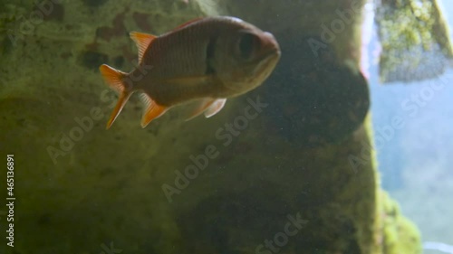 Soldierfish or Myripristis murdjan. Red colored predator fish floats in special tank. photo