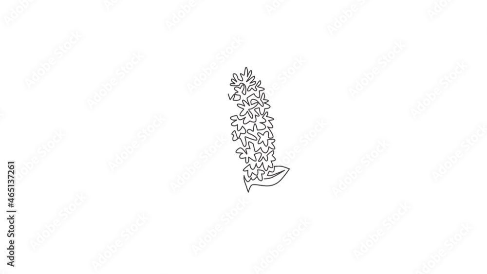 Animated self drawing of continuous line draw beauty fresh syringa vulgaris for wall decor home art poster print. Printable decorative lilac flower for green park. Full length one line animation. Animated self drawing of continuous line draw beauty fresh syringa vulgaris for wall decor home art poster print. Printable decorative lilac flower for green park. Full length one line animation.