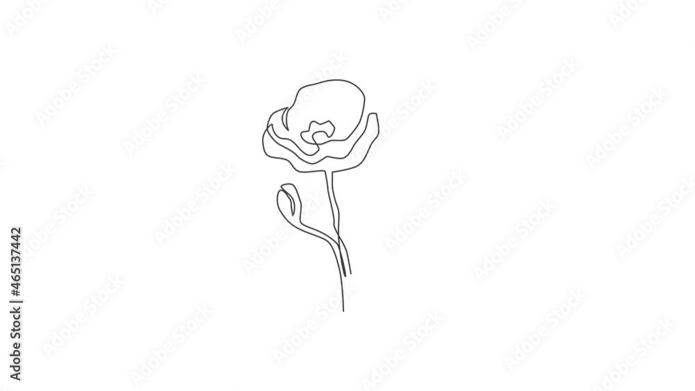 Animation of one line drawing beauty fresh herbaceous plant for home decor wall art. Printable decorative poppy flower for symbol of remembrance. Continuous line self draw animated. Full length motion Animation of one line drawing beauty fresh herbaceous plant for home decor wall art. Printable decorative poppy flower for symbol of remembrance. Continuous line self draw animated. Full length motion