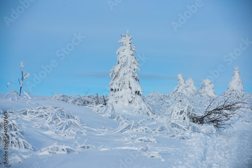Winter nature background. Winter landscape, wintry scene of frosty trees on snowy foggy background. © Volodymyr