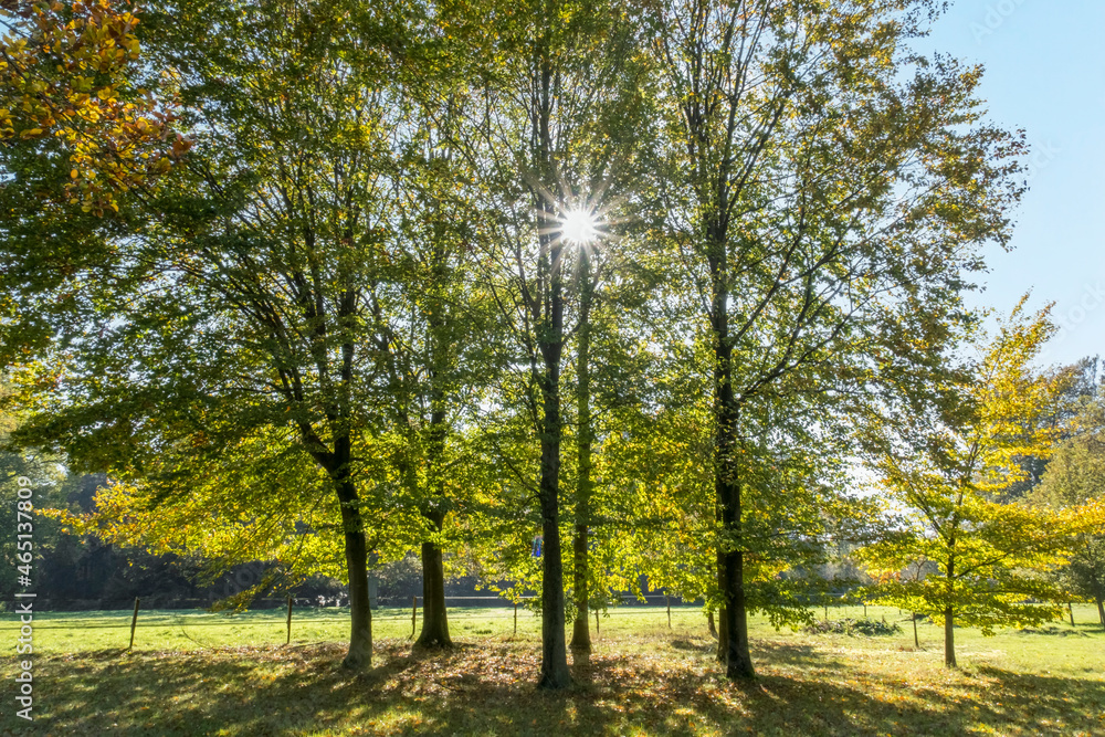 Baumgruppe im Herbst, Niederlande
