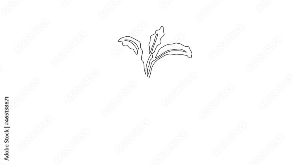 Animated self drawing of one continuous line draw whole healthy organic red radish for plantation logo identity. Fresh veggie concept for edible root vegetable icon. Full length single line animation. Animated self drawing of one continuous line draw whole healthy organic red radish for plantation logo identity. Fresh veggie concept for edible root vegetable icon. Full length single line animation.