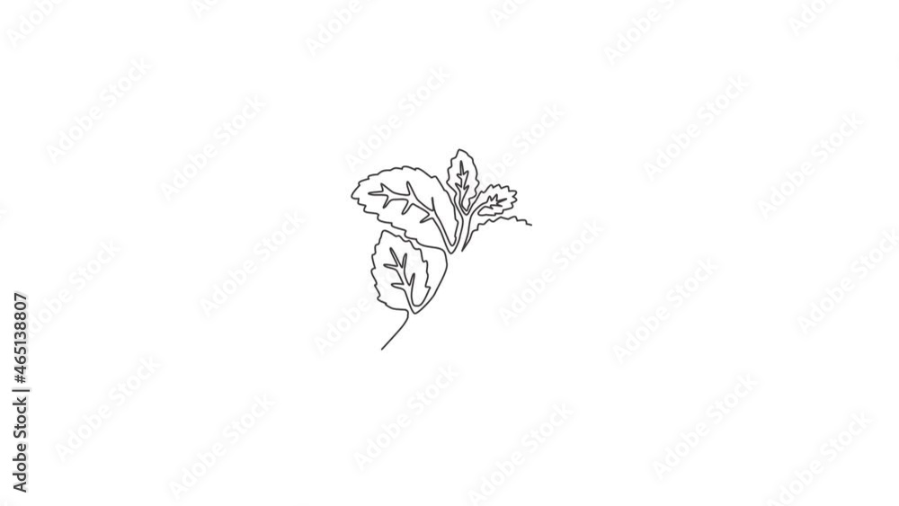 Animated self drawing of one continuous line draw healthy organic mint leaves for farm logo identity. Fresh mentha plant concept for plantation icon. Full length single line animation illustration. Animated self drawing of one continuous line draw healthy organic mint leaves for farm logo identity. Fresh mentha plant concept for plantation icon. Full length single line animation illustration.
