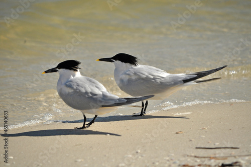 Terns on waters edge.