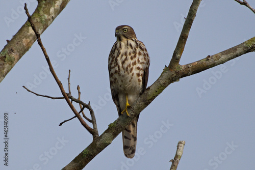 various birds of prey photo