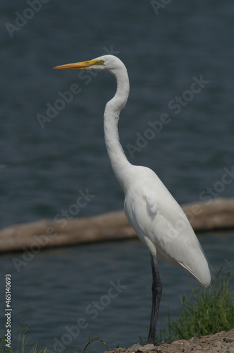 egrets and heron birds photo