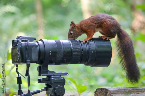 Closeup of an adorable squirrel on a professional camera in a forest photo