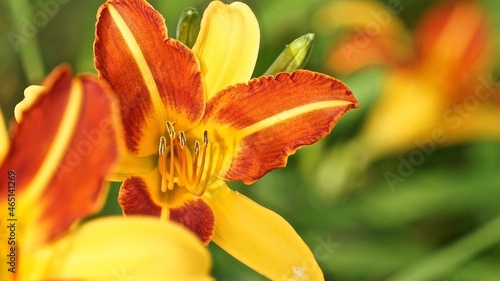 orange tulip closeup