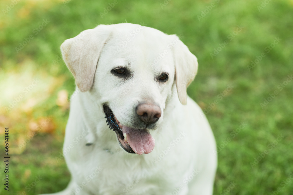 Close up portrait of white Labrador dog sitting on green grass in park and looking at camera, copy space