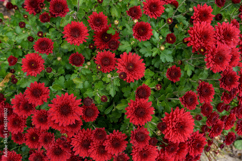 flower bed with autumn flowers in an urban environment. Selective focus. Background with copy space for text photo