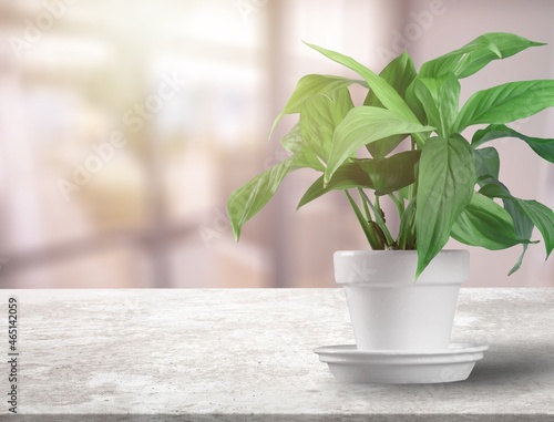 Green flower with tropical leaves or houseplan in a pot