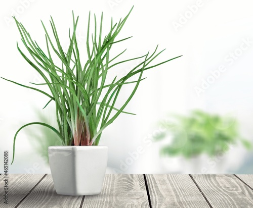 Green flower with tropical leaves or houseplan in a pot
