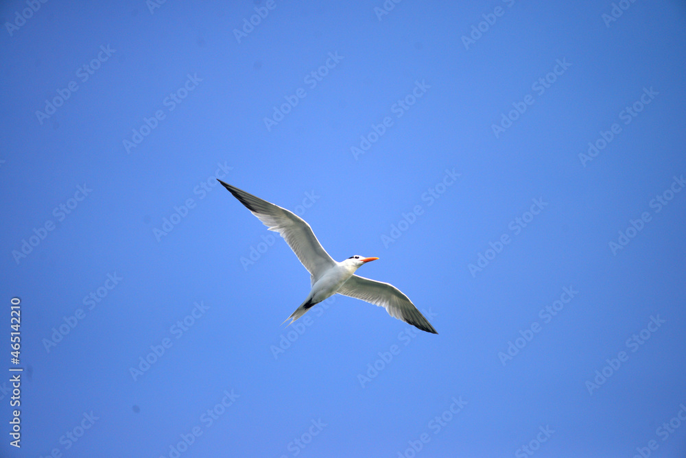 Fototapeta premium Tern in elegant flight.