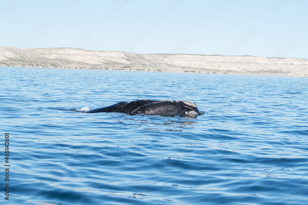 Fototapeta premium Ballenas a la vista