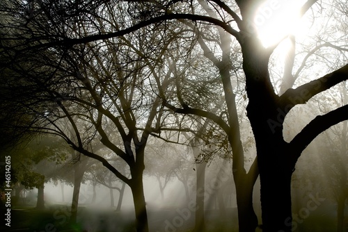 trees in the fog