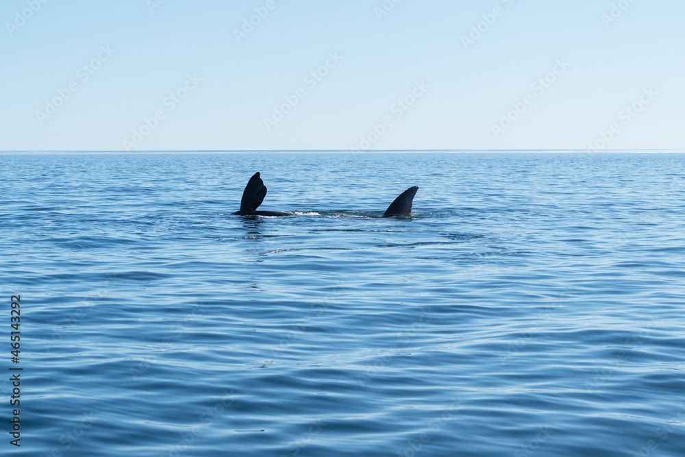 Fototapeta premium Ballenas a la vista