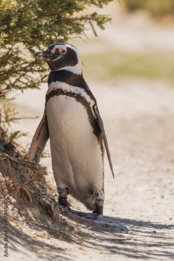 Naklejka premium El pingüino de Magallanes en Puerto Madryn