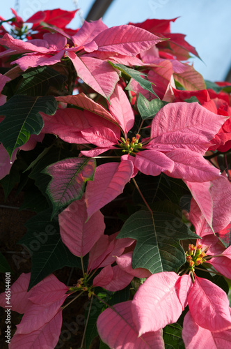 Bild auf Leinwand poinsettia (Euphorbia pulcherrima) on display at the municipal conservatory