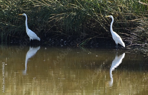 Great egret