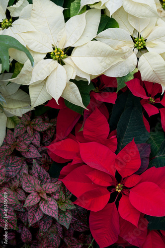 Foto poinsettia (Euphorbia pulcherrima)