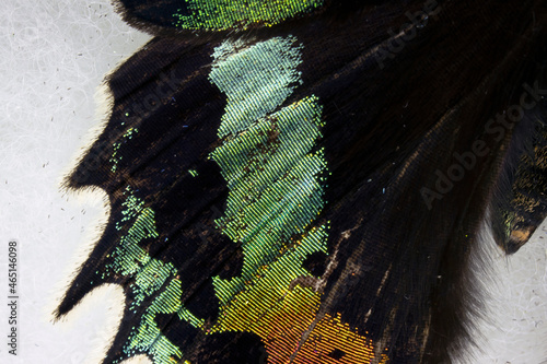 Madagascan Sunset Moth Chrysiridia rhipheus wingtip macro