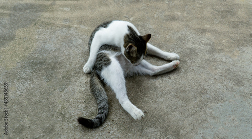 A cute stray cat cleaning herself is sitting on a cement floor Horizontal close-up.
