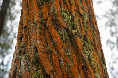  Bark Tree Texture, natural wood background