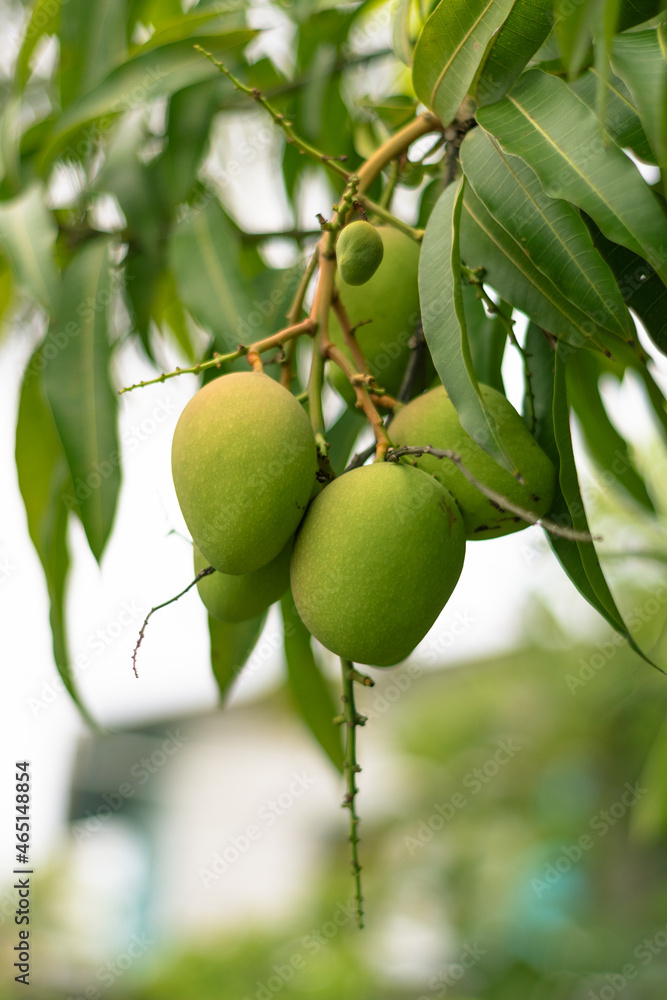 Green mango on tree