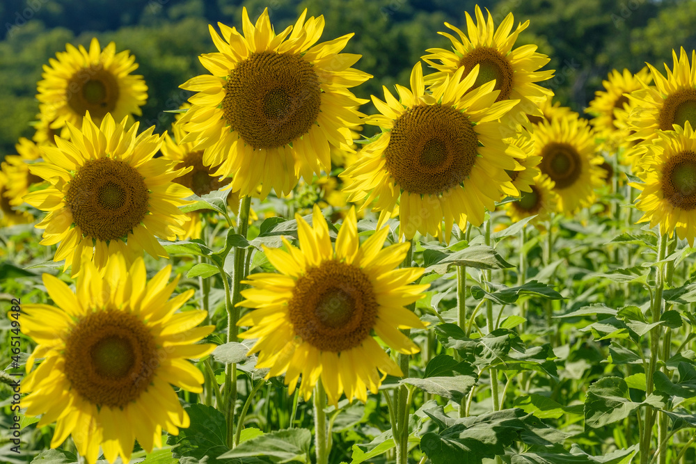Fresh colorful and picture-perfect sunflowers on a perfect late summer day