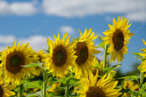 Vibrant colorful sunflowers on a beautiful summer day on a sunflower farm.