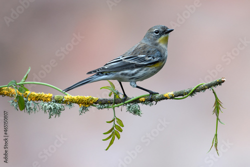 Yellow Rumped Warbler perched on a small lichen covered branch with honeysuckle vine.
