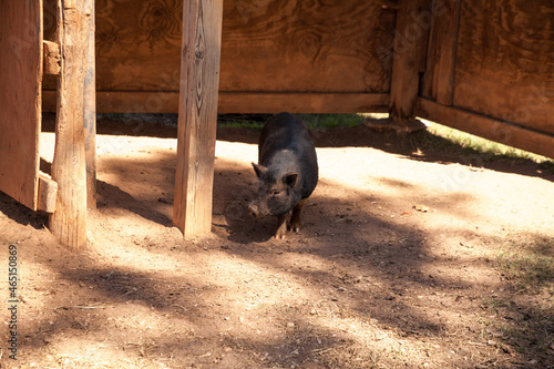 Playing baby piglet Vietnamese Pot-bellied pigs photo