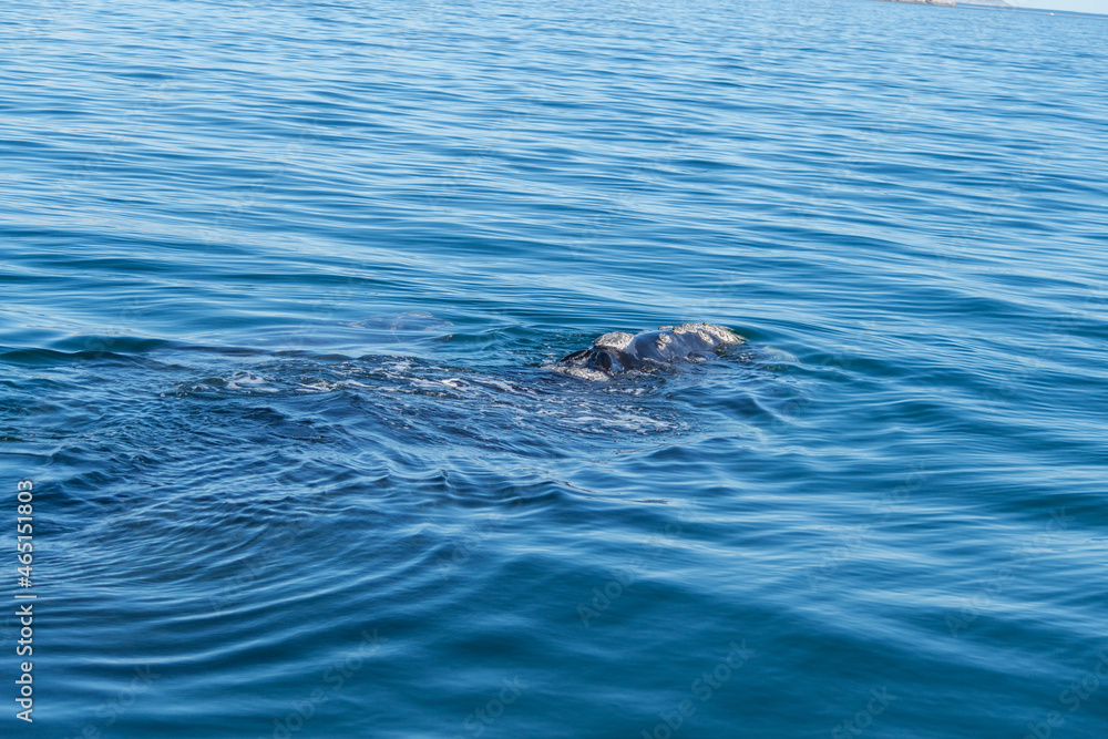 Fototapeta premium Avistaje de la ballena Franca Austral