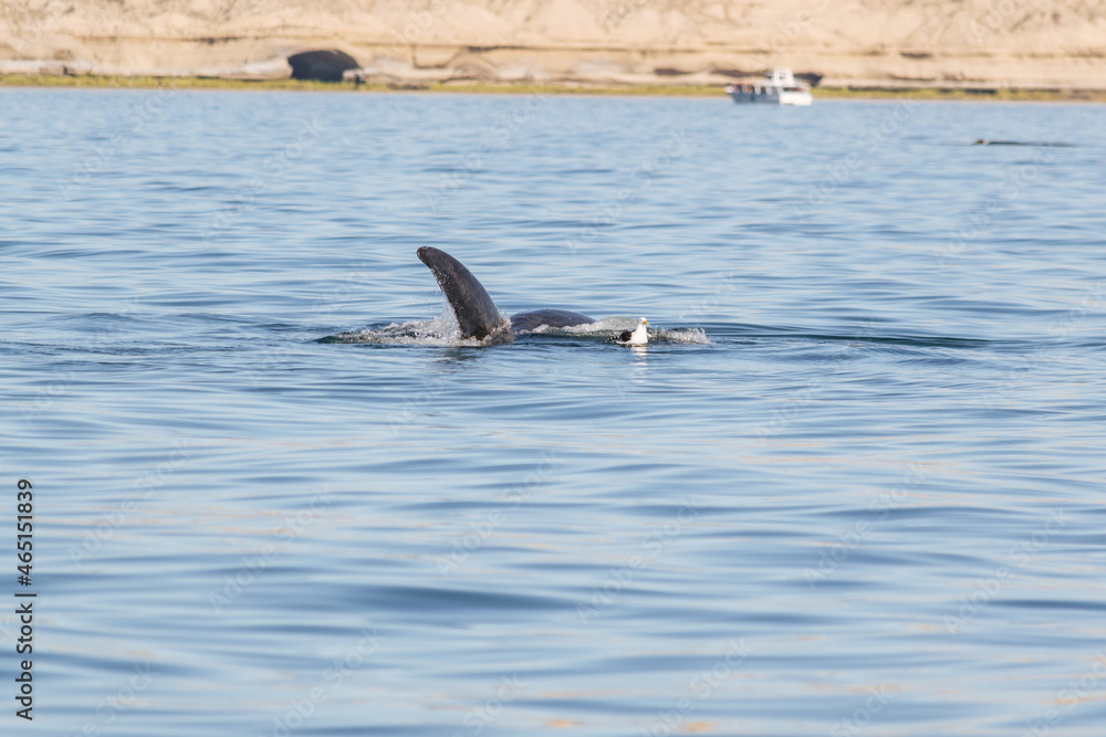 Fototapeta premium Avistaje de la ballena Franca Austral