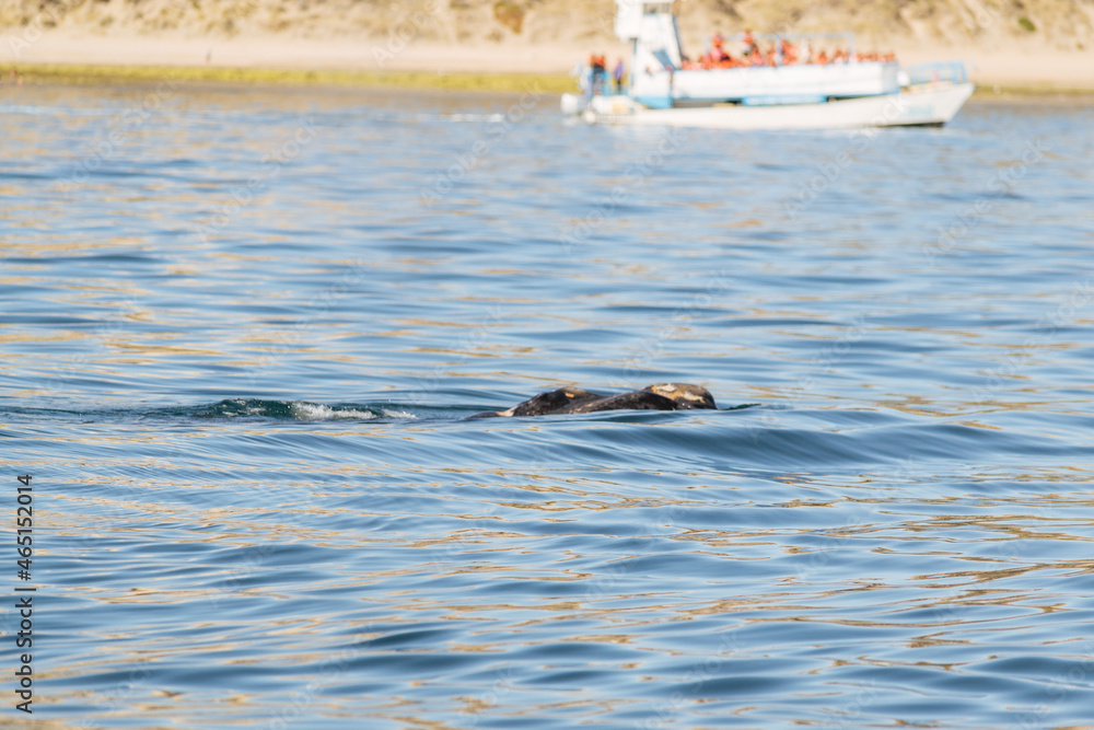Fototapeta premium Avistaje de la ballena Franca Austral